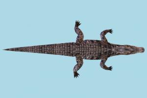 Crocodile Alligator Crocodile Alligator-2